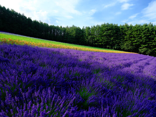 Lavender sunflower fields idyllic rural landscape.