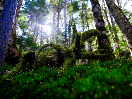 Lush emerald forest sculpture path