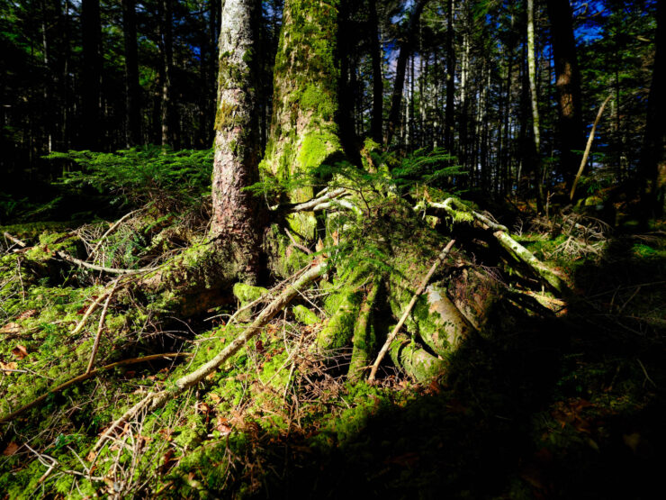 Ancient moss-coated forest tree, tangled undergrowth.
