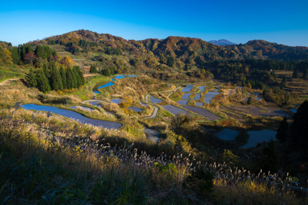 Vibrant rice terraces in Tokamachi, Japans scenic mountains.