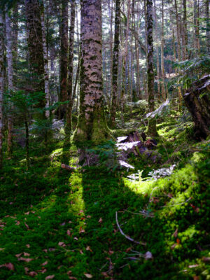 Lush Mossy Pacific Northwest Forest Paradise