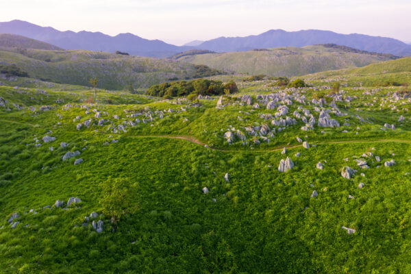 Lupine-carpeted meadow trail, misty Japan mountains