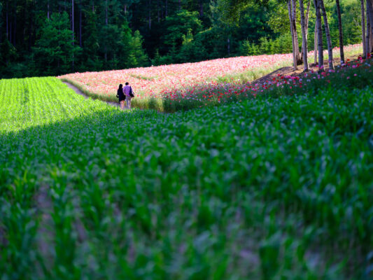 Scenic meadow trail at Tomita Farm, red blooms.