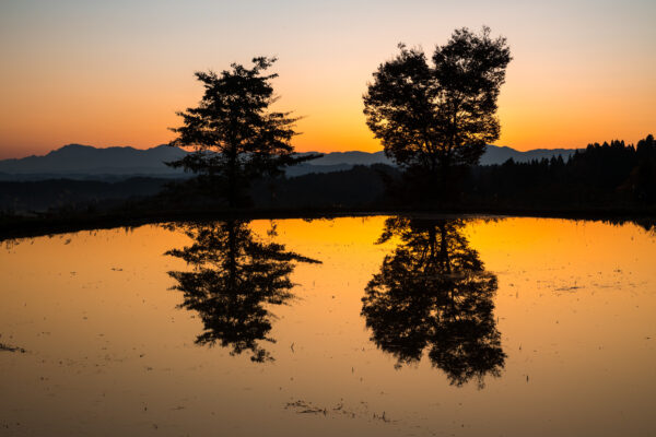 Serene Japanese Rice Terraces at Sunset