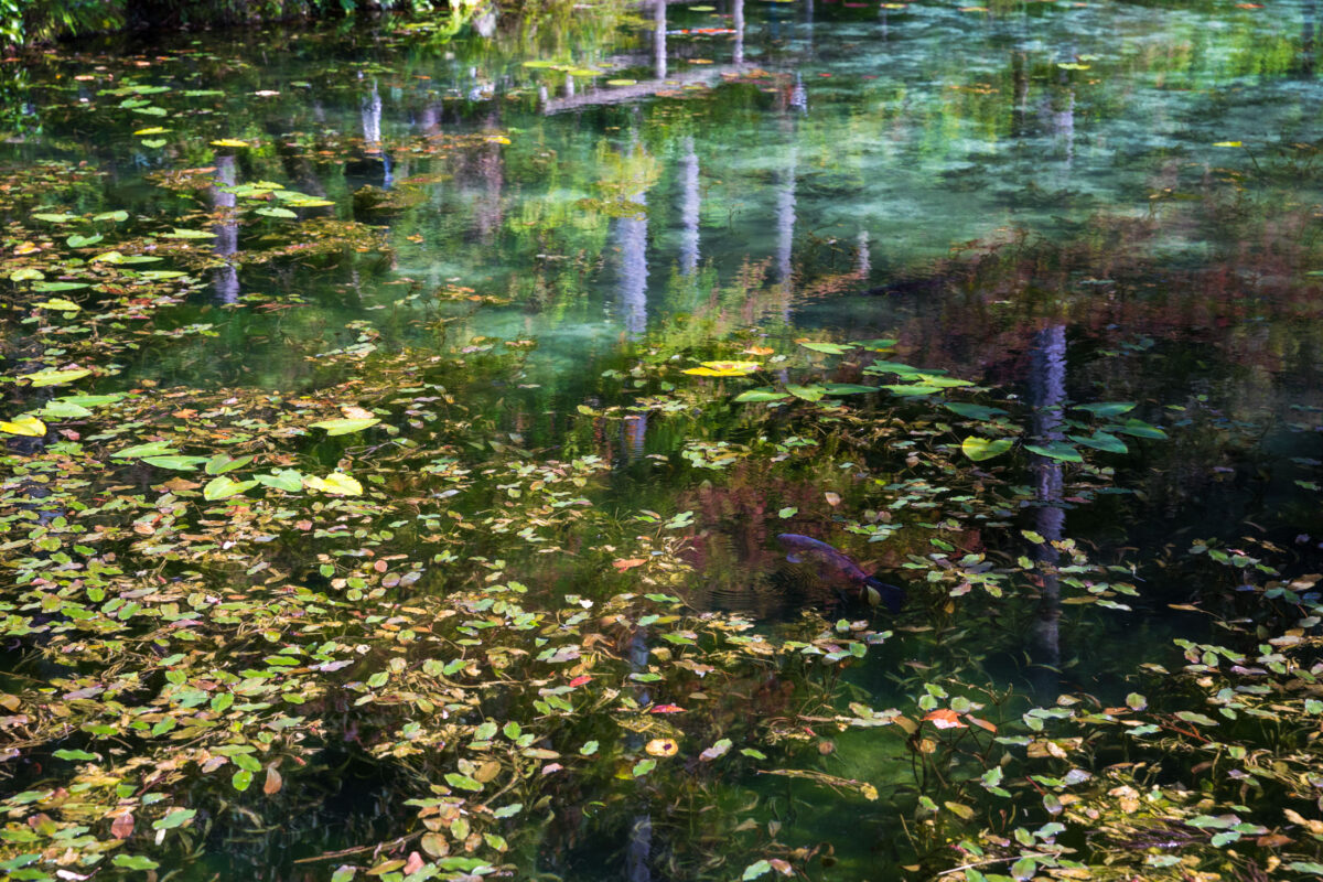 Monet's Pond