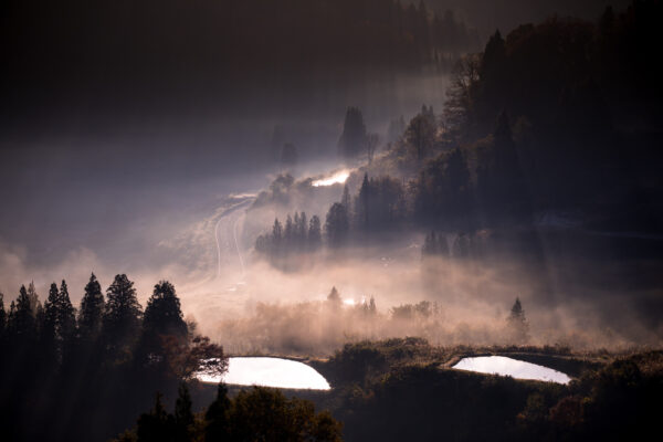 Tranquil Foggy Forest Bridge Scenery