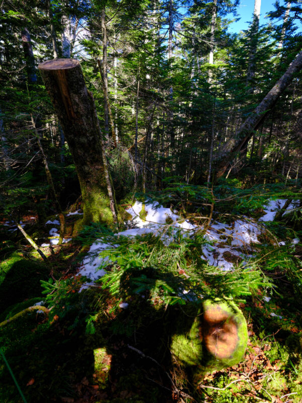 Enchanting sunlit forest stream, lush mossy paradise.