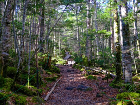 Peaceful forest trail, lush greenery, serene ambiance.