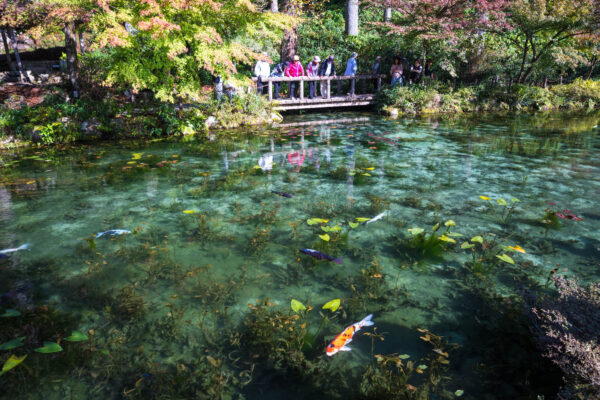 Tranquil koi pond oasis with wooden boardwalk path.