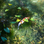 Vibrant koi fish swims serenely in lush underwater paradise.
