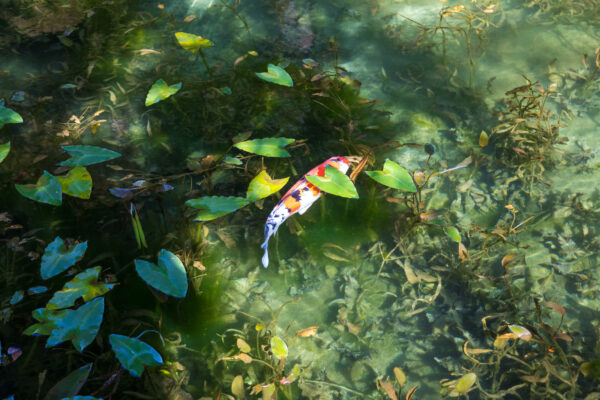 Vibrant koi fish swims serenely in lush underwater paradise.