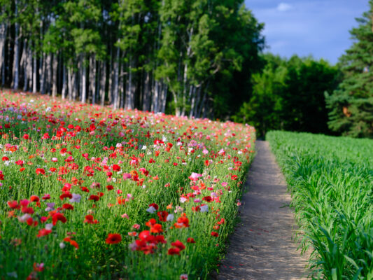 Tranquil poppy meadow birch forest trail