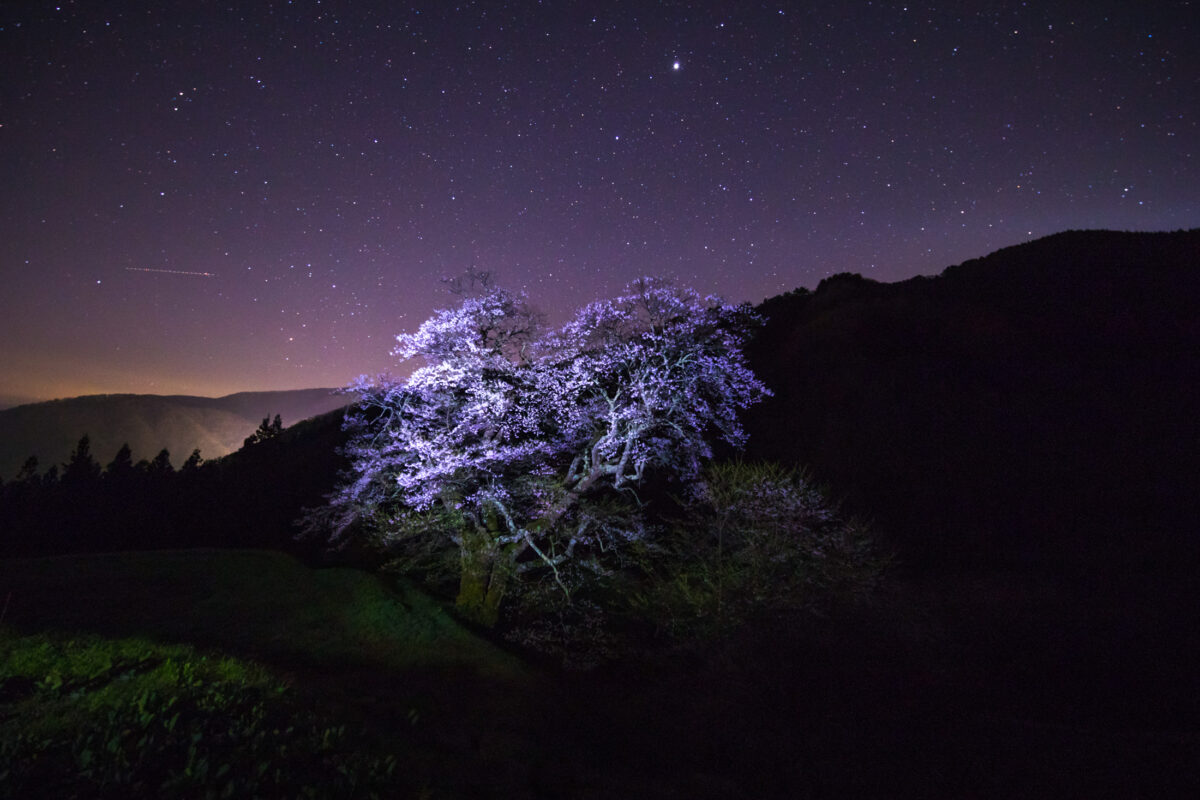 Komatsunagi Sakura (駒つなぎの桜)