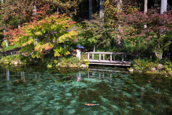 Zen-inspired koi pond bridge, autumn foliage backdrop.