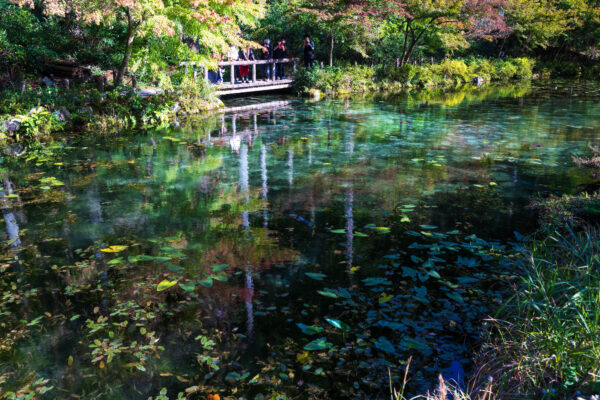 Serene Monet-Inspired Nature Pond Oasis