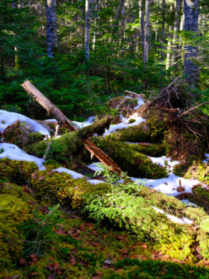 Tranquil moss-covered forest haven