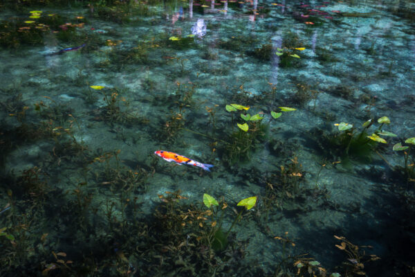 Tranquil koi pond inspired by Monets Water Lilies