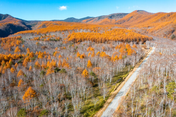 Vibrant autumn hike, Shirakoma scenic trail.