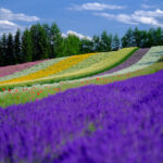 Vibrant lavender sunflower panorama Tomita Farm.