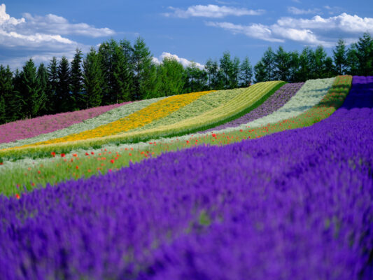 Vibrant lavender sunflower panorama Tomita Farm.