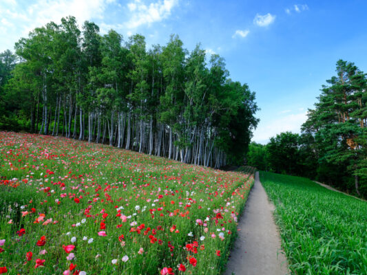 Colorful wildflower meadow birch forest landscape