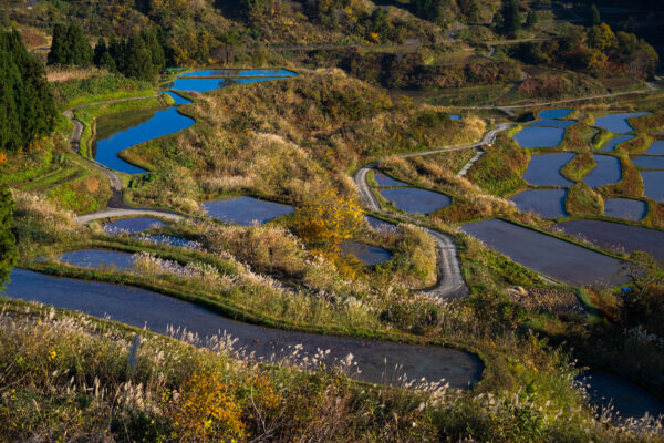 Vibrant autumn wetlands aerial view