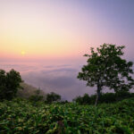 Sunrise at Unkai Terrace above a sea of clouds, misty valleys, and hillside greenery