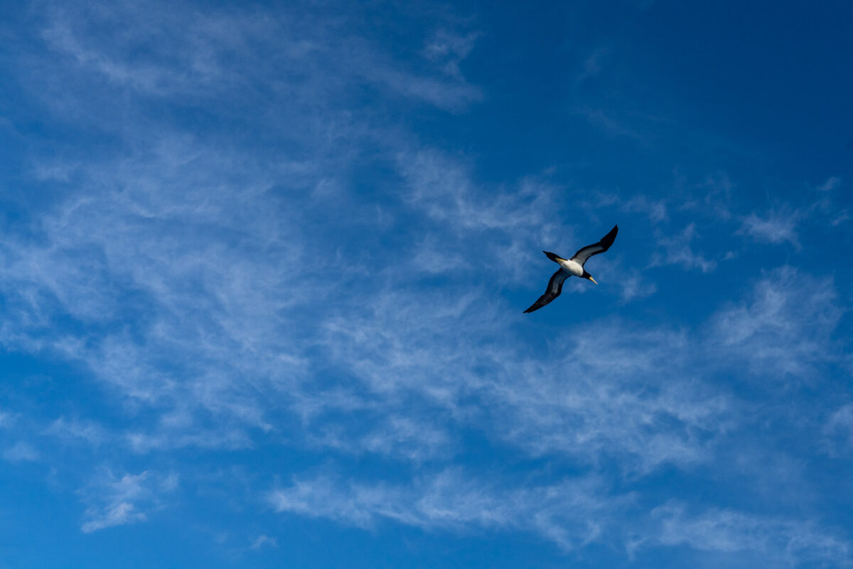 Seabird gliding under wispy clouds above the Tsushima Sea, ferry crossing view.