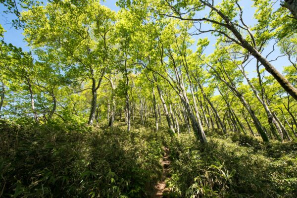 Mount Futatsumori