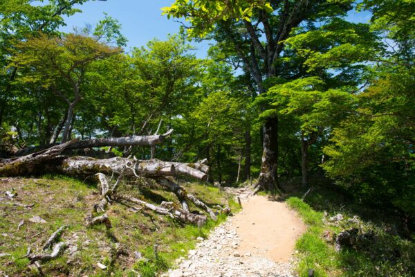 Mount Ōdaigahara