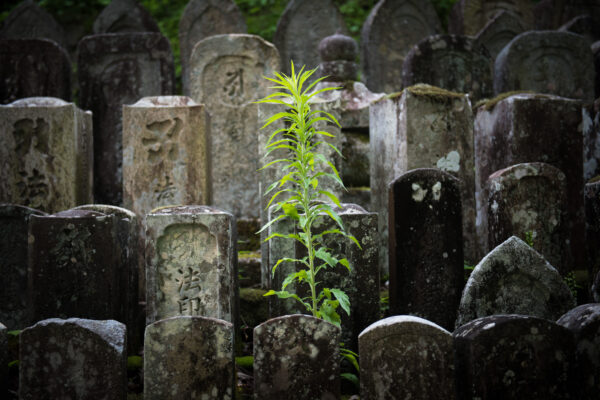 Hase-dera