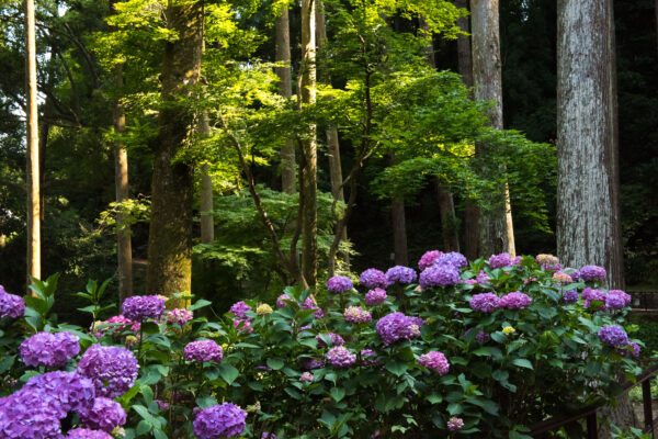 Hase-dera