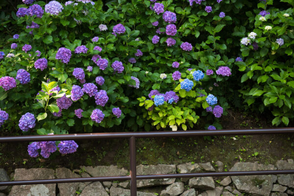 Hase-dera