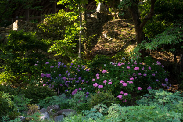 Hase-dera