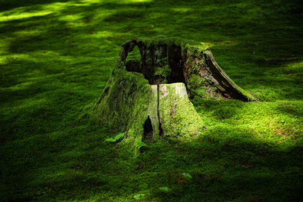 Heisenji Hakusan Shrine