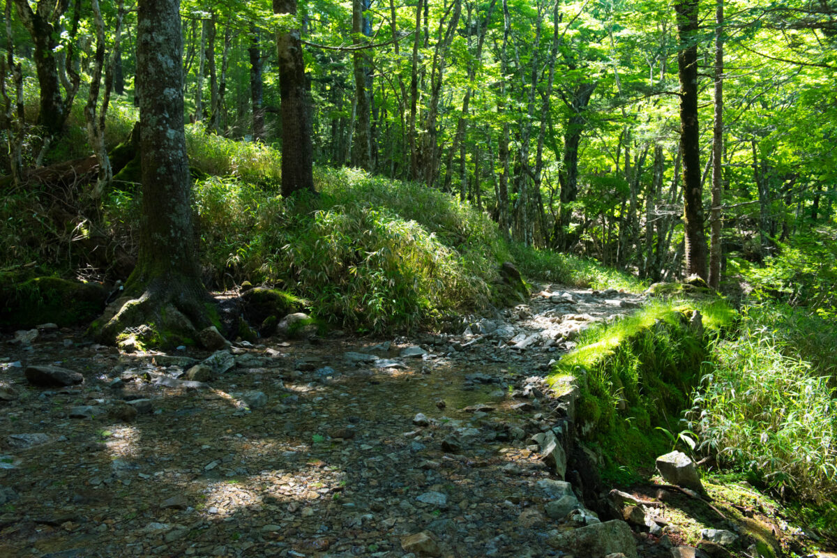 Sunlit rocky stream winding through lush forest at Mount Odaigahara, Japan