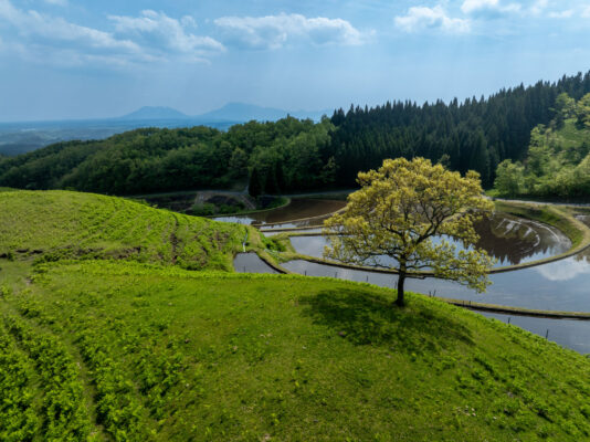Ogi Terrace Fields