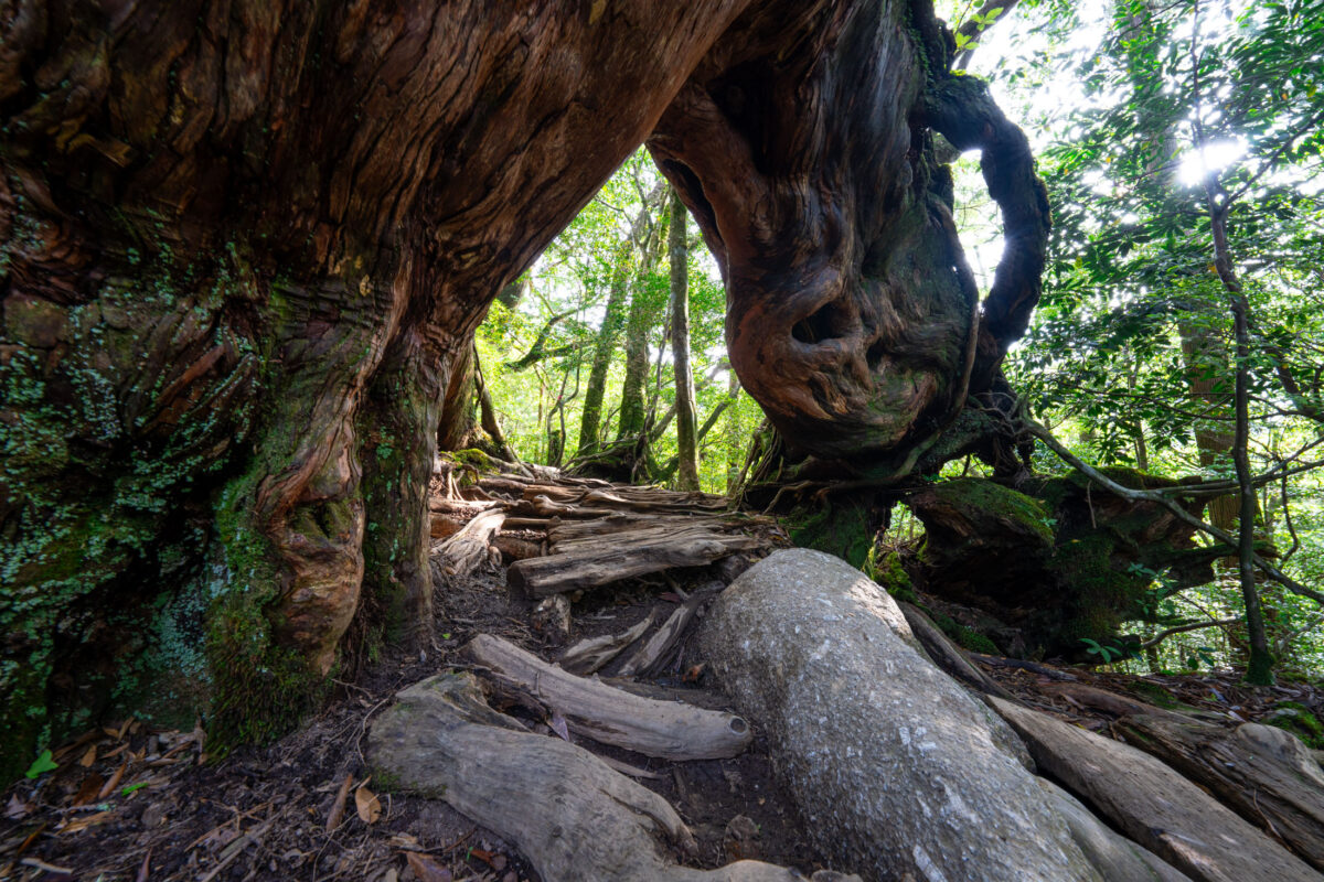 Shiratani Unsui Gorge