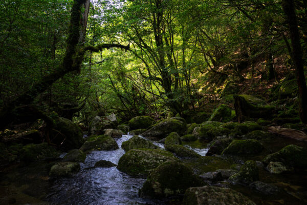 Shiratani Unsui Gorge