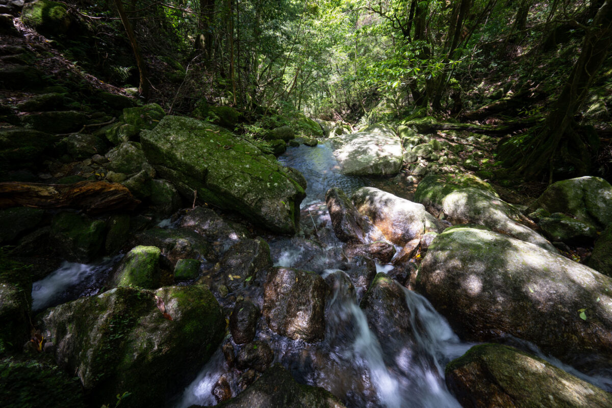 Long-exposure stream winding past moss-covered boulders in Shiratani Unsui Gorge forest.