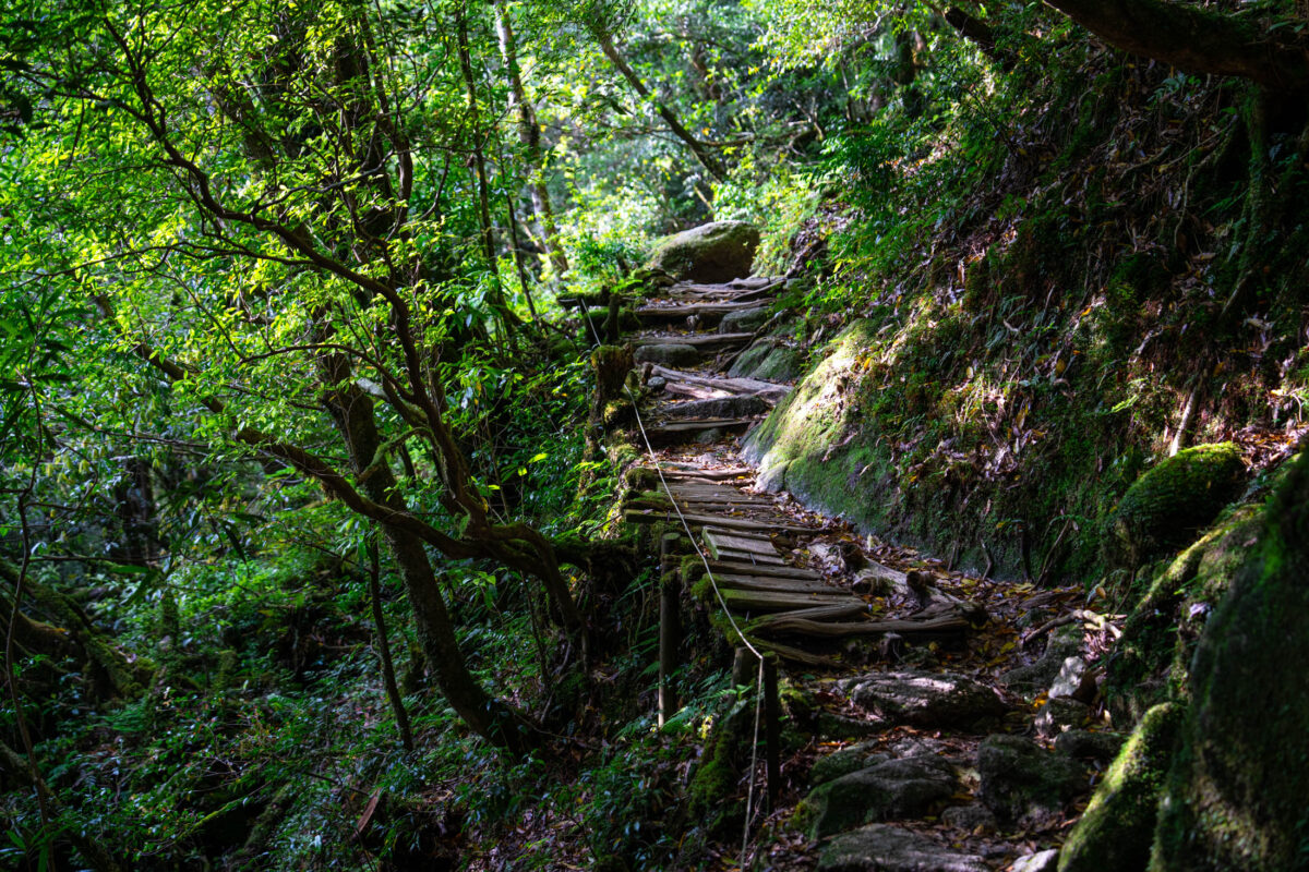 Mossy stone steps on forest trail in Shiratani Unsui Gorge, Yakushima Japan.