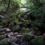 Moss-covered stream winding through Shiratani Unsui Gorge forest, Yakushima Japan.