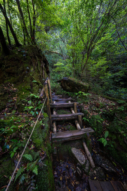 Mossy forest steps and rope handrail on Shiratani Unsui Gorge trail, Yakushima Japan