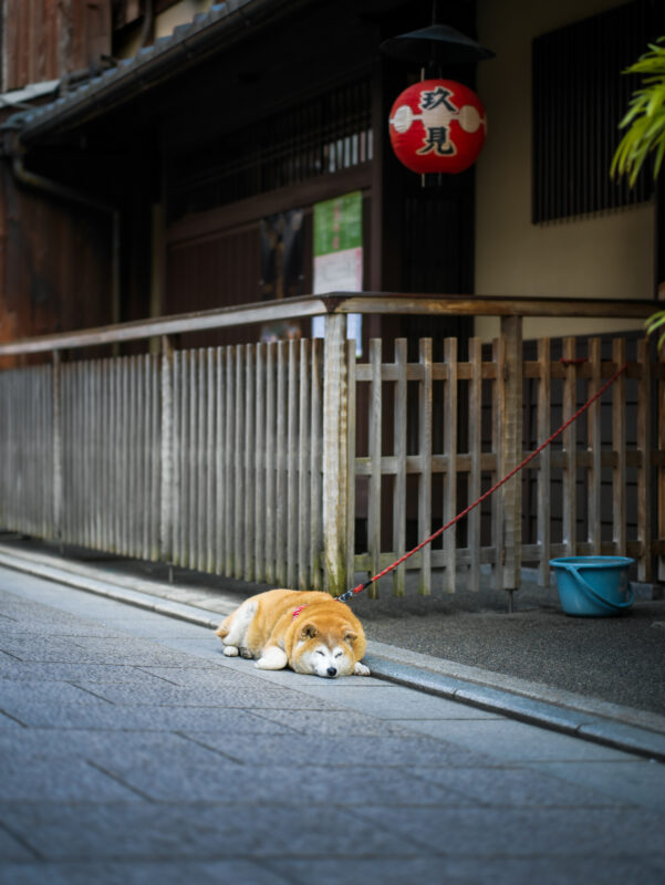Sleeping dog on Gion street in Kyoto under red lantern by wooden fence