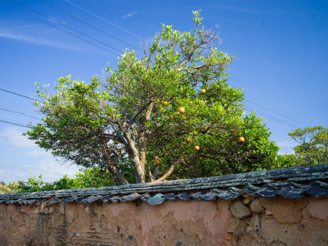 Hagi