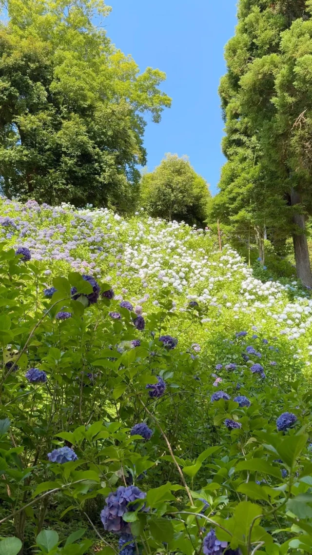 Je suis normalement jamais au Japon en Juin alors pour une fois que j’y suis, je profite des hortensias ! 🥳