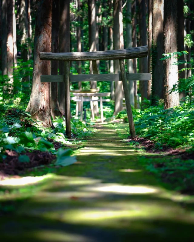 Suivre les torii cachés dans la forêt 😍 Une dose de fraîcheur pour l'été 🥵👍