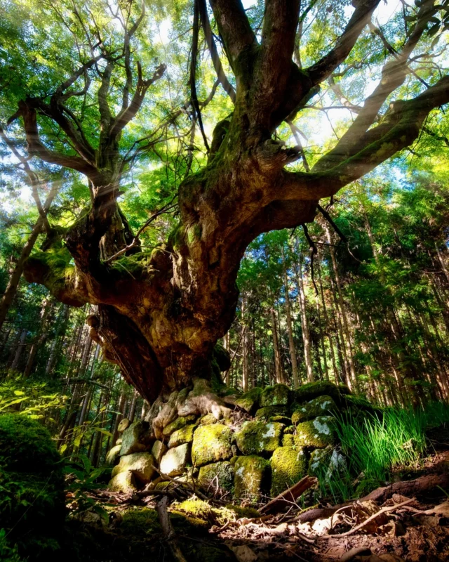 Un arbre majestueux, qui trônait au centre d’un ancien village de bûcherons, en plein milieu d’une forêt et à des lieux d’un autre village. Magique ! 😭

PS : J’en ai déjà parlé en détails, ceux qui me suivent le savent ✨