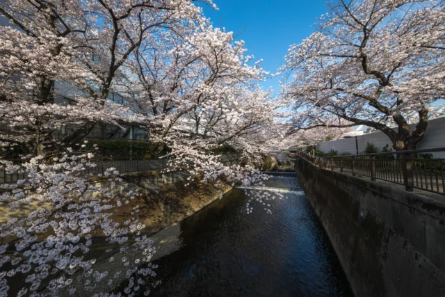 Beneath the delicate sakura blooms along this tranquil canal, one can feel the essence of Japan's Hanami festival, cherishing the fleeting beauty of spring. 🌸✨ここでは、穏やかな川沿いに咲く繊細な桜の下で、春の一瞬の美を祝う日本の花見祭りの本質を感じることができます。🌸✨#cherryblossom #hanami #sakura #springinjapan #offbeatjapan #japan #bloom🌸