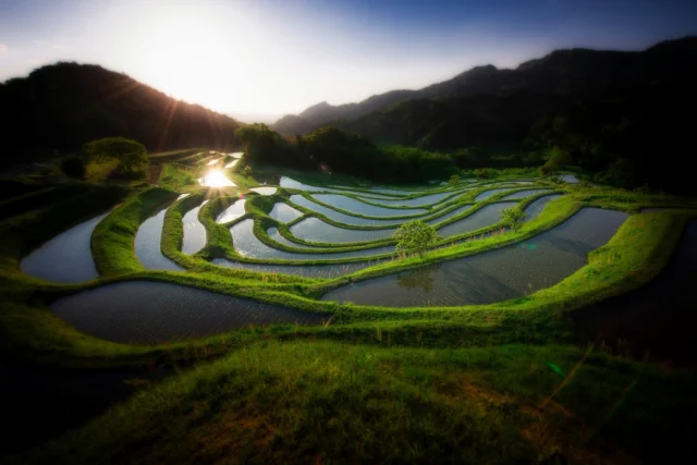 Sunrise hues cascade, Rice terraces mirror gold, Nature's ancient art. 朝陽の色 棚田は金を写し 自然の古い芸術 #ricefields #tanada #natureart #sunrisejapan #offbeatjapan #japan #landscapebeauty